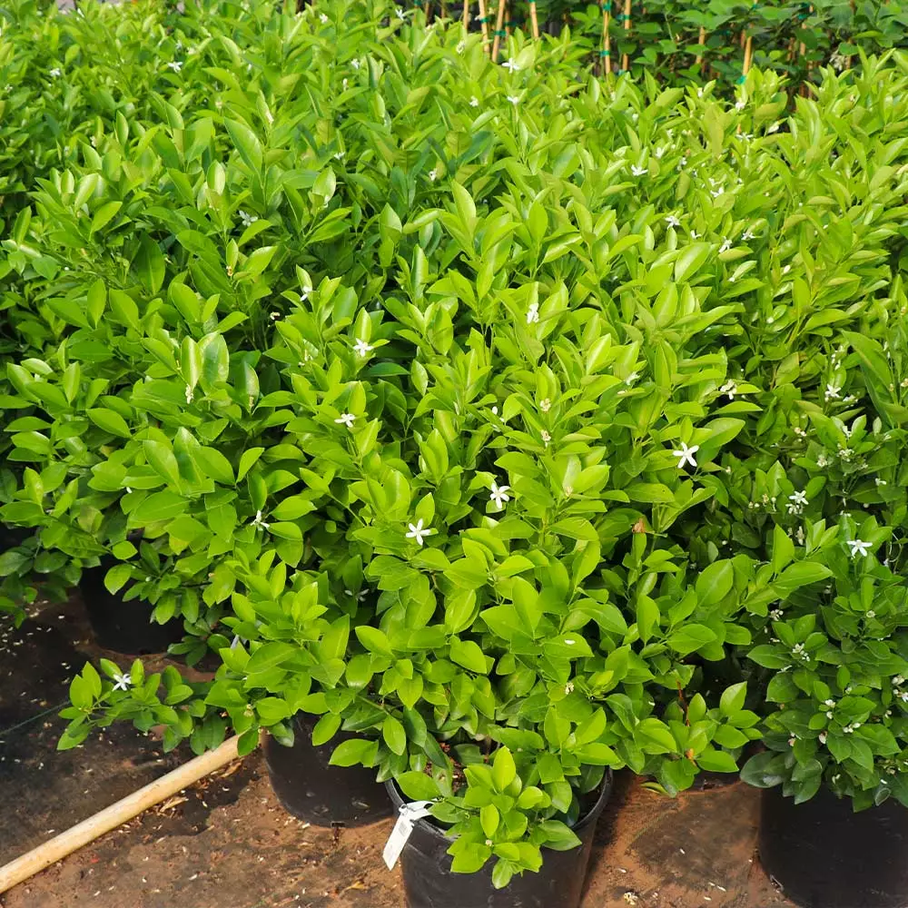 Fast Growing Trees Citrus Trees Calamondin Bush 7 Fast Growing Trees Citrus Trees Calamondin Bush