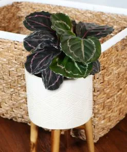 Fast Growing Trees Pet Friendly House Plants Calathea Dottie 8 Fast Growing Trees Pet Friendly House Plants Calathea Dottie
