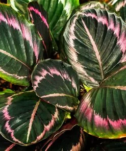 Fast Growing Trees Pet Friendly House Plants Calathea Dottie 9 Fast Growing Trees Pet Friendly House Plants Calathea Dottie
