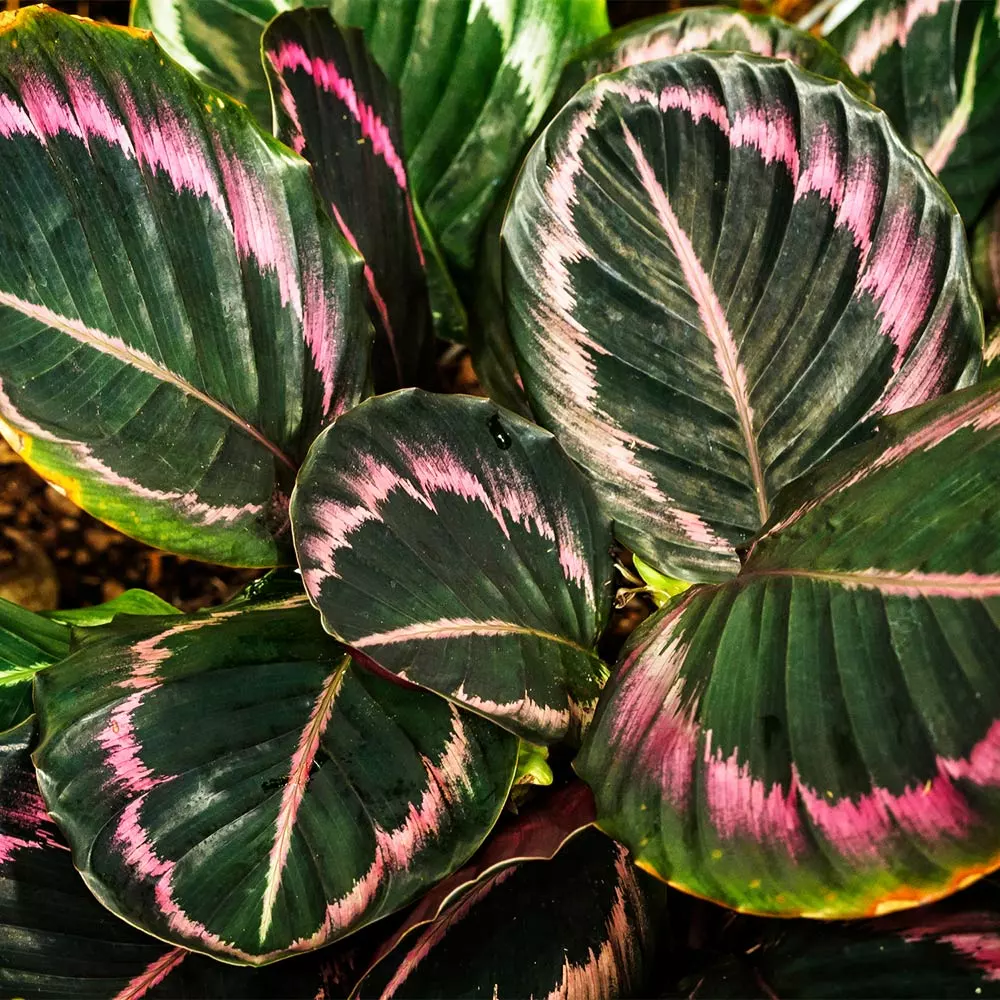 Fast Growing Trees Pet Friendly House Plants Calathea Dottie 5 Fast Growing Trees Pet Friendly House Plants Calathea Dottie