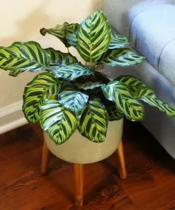Fast Growing Trees Calathea Makoyana Pet Friendly House Plants