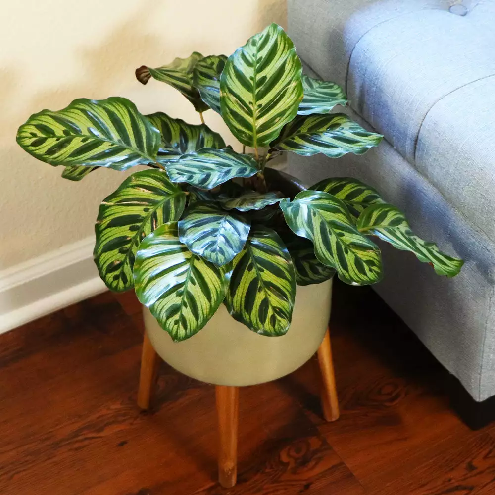 Fast Growing Trees Calathea Makoyana Pet Friendly House Plants 4 Fast Growing Trees Calathea Makoyana Pet Friendly House Plants