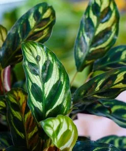 Fast Growing Trees Calathea Makoyana Pet Friendly House Plants 10 Fast Growing Trees Calathea Makoyana Pet Friendly House Plants