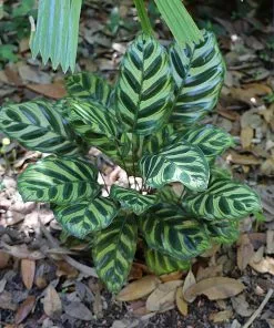 Fast Growing Trees Calathea Makoyana Pet Friendly House Plants 11 Fast Growing Trees Calathea Makoyana Pet Friendly House Plants