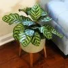 Fast Growing Trees Calathea Makoyana Pet Friendly House Plants 2 Fast Growing Trees Calathea Makoyana Pet Friendly House Plants