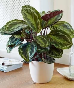 Fast Growing Trees Calathea Medallion Pet Friendly House Plants