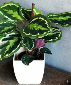 Fast Growing Trees Calathea Medallion Pet Friendly House Plants 9 Fast Growing Trees Calathea Medallion Pet Friendly House Plants