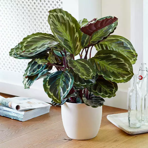 Fast Growing Trees Calathea Medallion Pet Friendly House Plants 3 Fast Growing Trees Calathea Medallion Pet Friendly House Plants