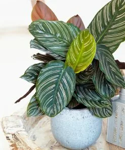 Fast Growing Trees Calathea Ornata