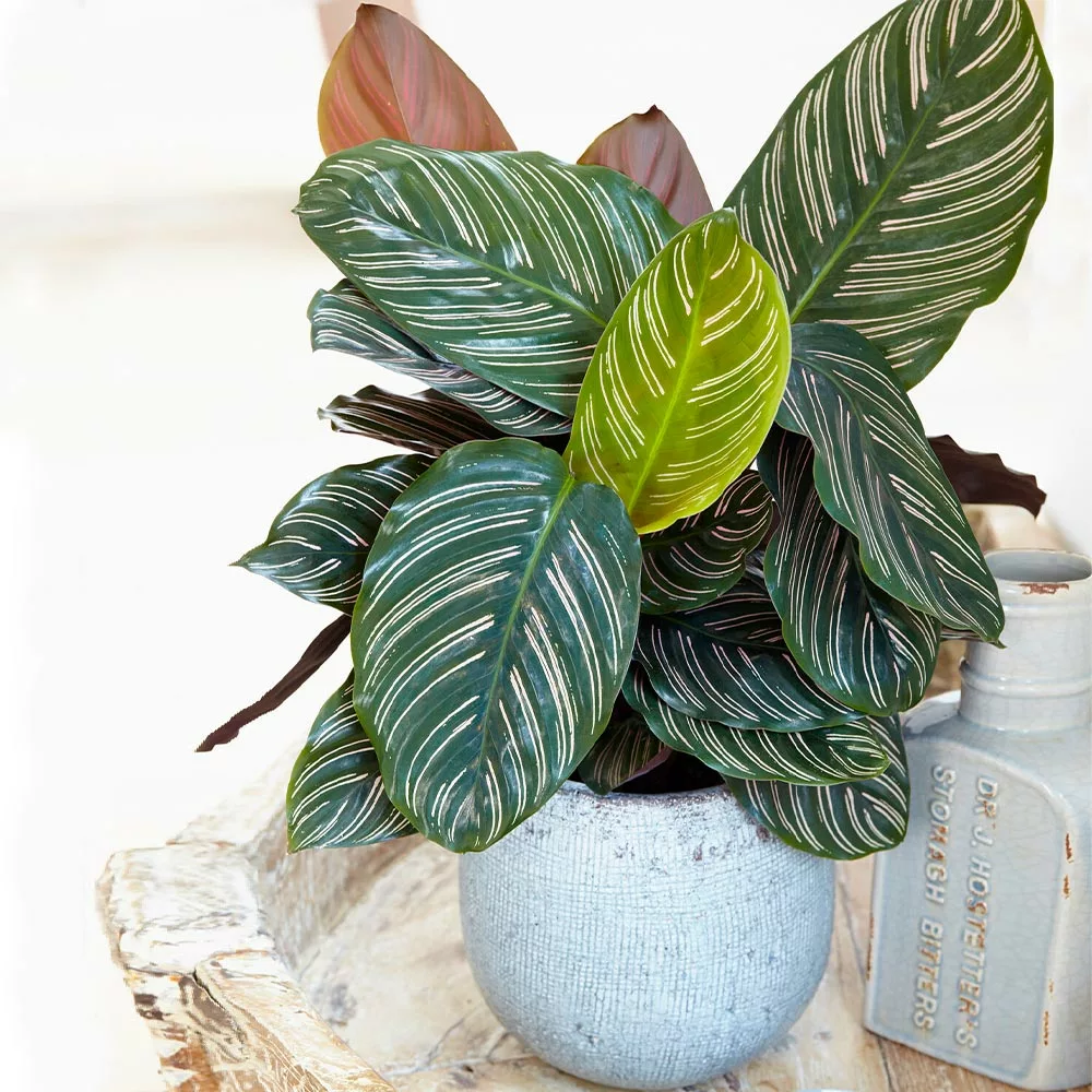 Fast Growing Trees Calathea Ornata 4 Fast Growing Trees Calathea Ornata
