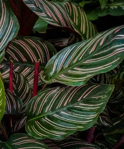 Fast Growing Trees Calathea Ornata 9 Fast Growing Trees Calathea Ornata