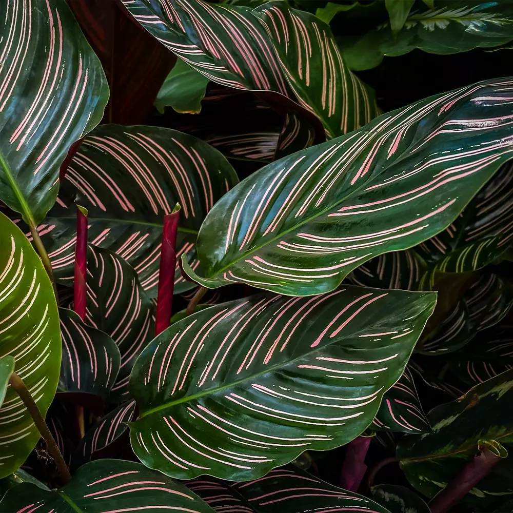 Fast Growing Trees Calathea Ornata 5 Fast Growing Trees Calathea Ornata