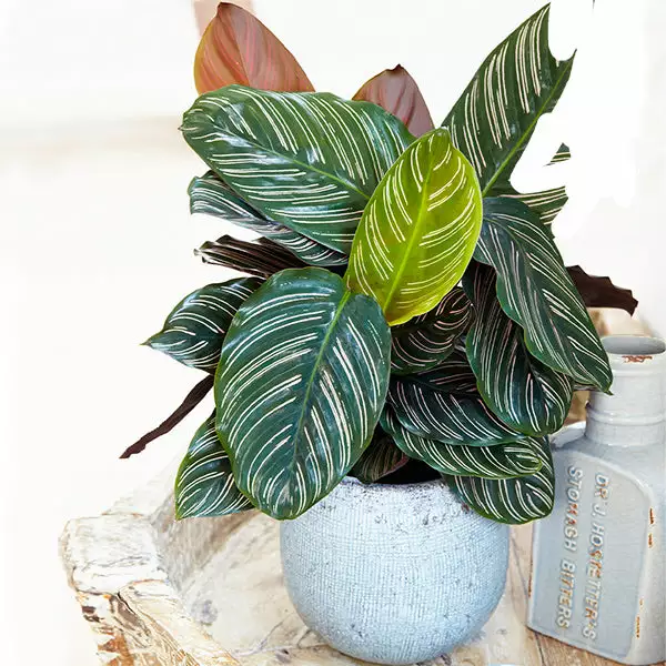 Fast Growing Trees Calathea Ornata 3 Fast Growing Trees Calathea Ornata