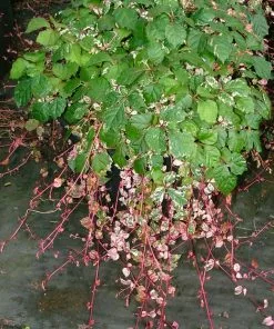 Fast Growing Trees See All Shrubs & Hedges Calico Cat™ Boston Ivy Vine 7 Fast Growing Trees See All Shrubs & Hedges Calico Cat™ Boston Ivy Vine