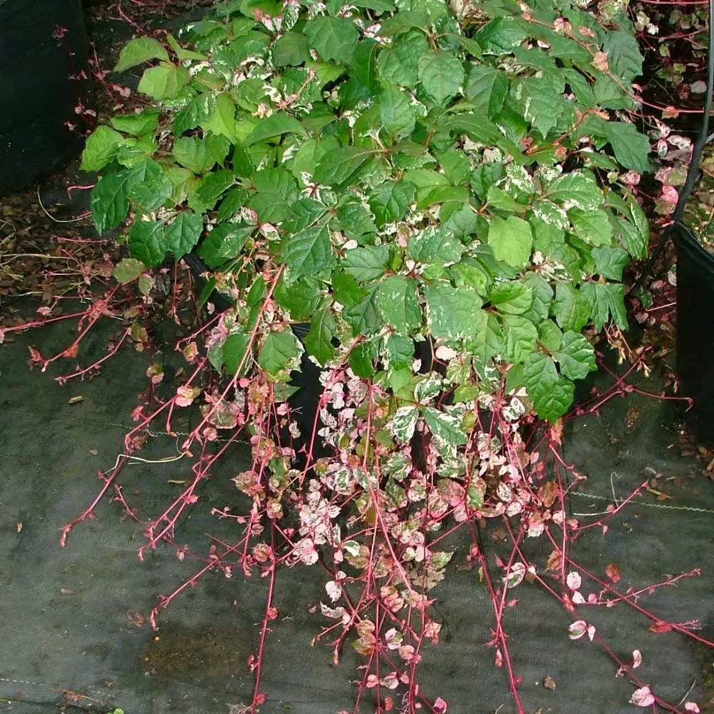 Fast Growing Trees See All Shrubs & Hedges Calico Cat™ Boston Ivy Vine 5 Fast Growing Trees See All Shrubs & Hedges Calico Cat™ Boston Ivy Vine