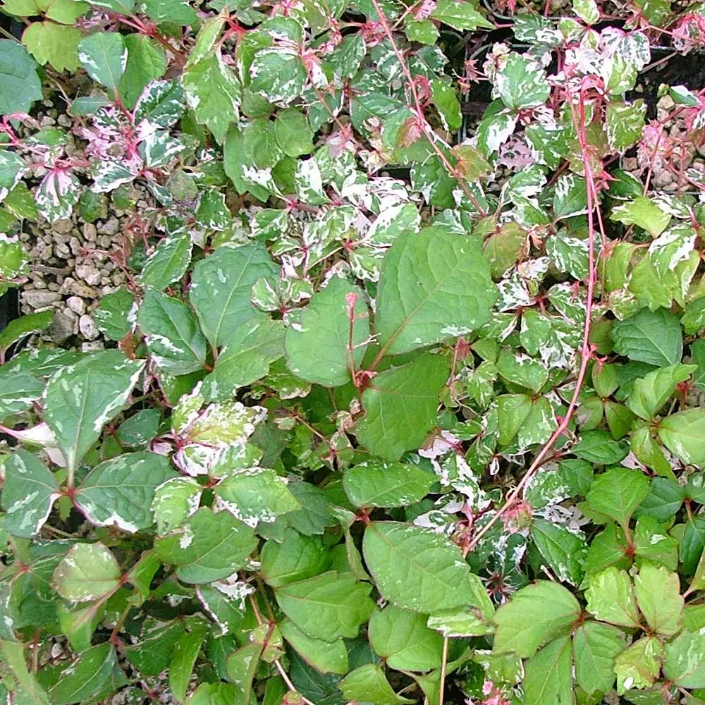 Fast Growing Trees See All Shrubs & Hedges Calico Cat™ Boston Ivy Vine 4 Fast Growing Trees See All Shrubs & Hedges Calico Cat™ Boston Ivy Vine