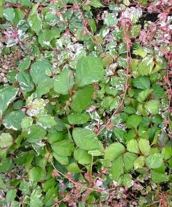 Fast Growing Trees See All Shrubs & Hedges Calico Cat⢠Boston Ivy Vine