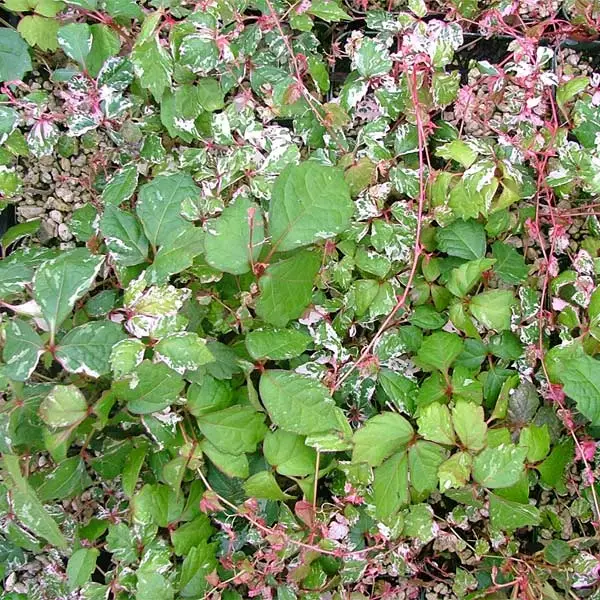 Fast Growing Trees See All Shrubs & Hedges Calico Cat™ Boston Ivy Vine 3 Fast Growing Trees See All Shrubs & Hedges Calico Cat™ Boston Ivy Vine