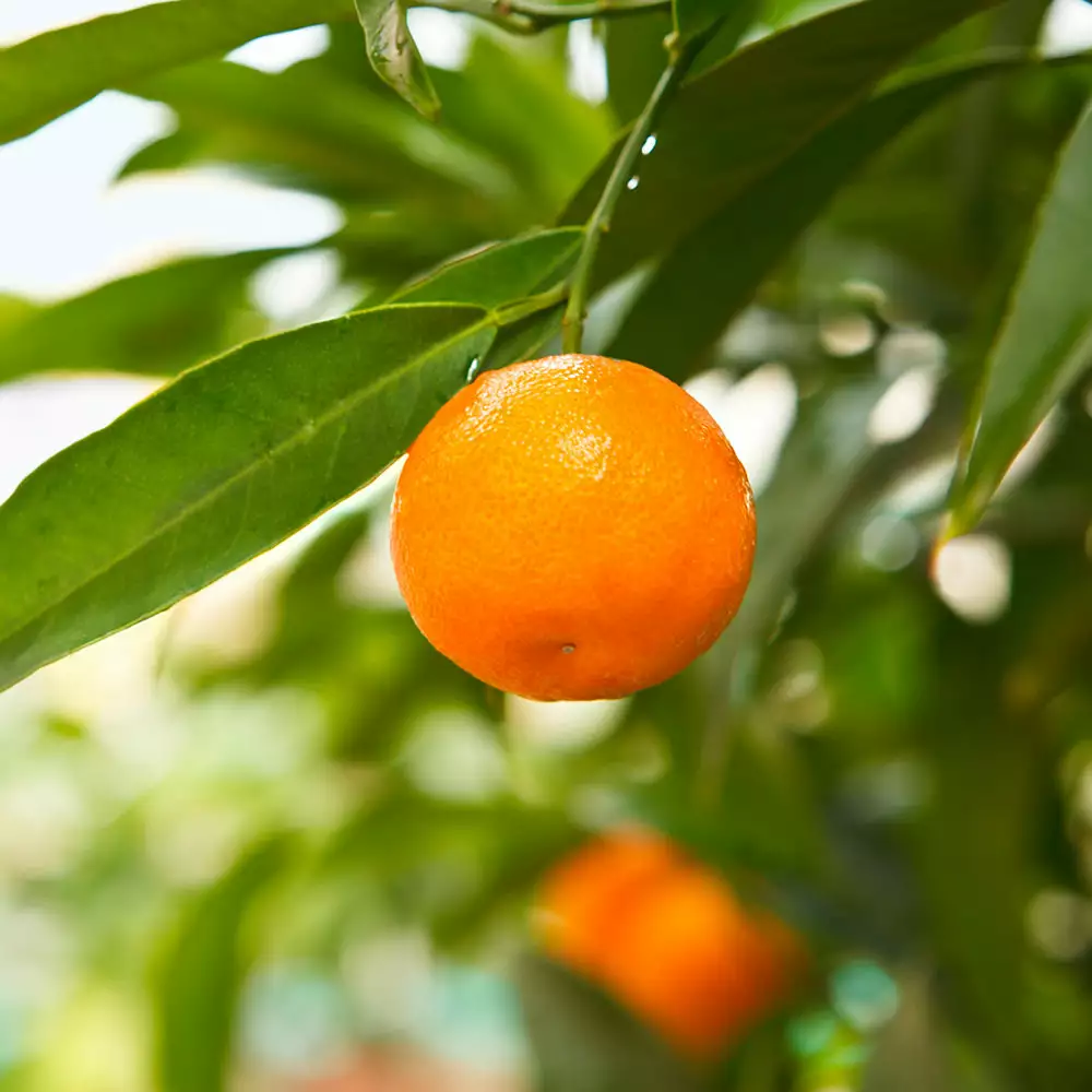 Fast Growing Trees Citrus Trees California Honey Mandarin Tree 5 Fast Growing Trees Citrus Trees California Honey Mandarin Tree