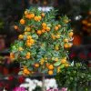 Fast Growing Trees Citrus Trees California Honey Mandarin Tree 2 Fast Growing Trees Citrus Trees California Honey Mandarin Tree