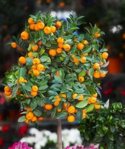 Fast Growing Trees Citrus Trees California Honey Mandarin Tree