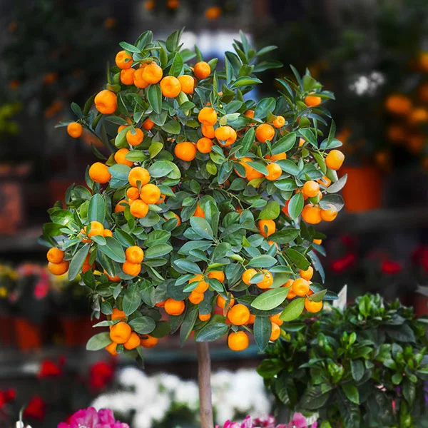 Fast Growing Trees Citrus Trees California Honey Mandarin Tree 3 Fast Growing Trees Citrus Trees California Honey Mandarin Tree