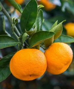 Fast Growing Trees Citrus Trees Calamondin Tree 8 Fast Growing Trees Citrus Trees Calamondin Tree