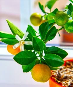 Fast Growing Trees Citrus Trees Calamondin Tree 11 Fast Growing Trees Citrus Trees Calamondin Tree