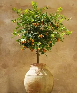 Fast Growing Trees Citrus Trees Calamondin Tree