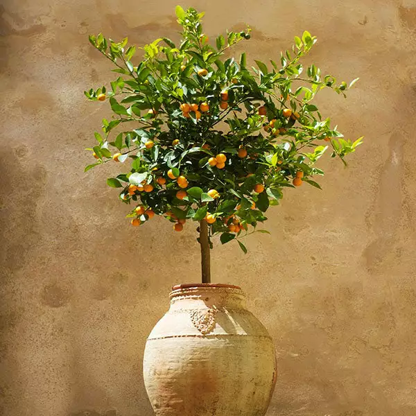 Fast Growing Trees Citrus Trees Calamondin Tree 3 Fast Growing Trees Citrus Trees Calamondin Tree