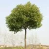 Fast Growing Trees See All Shade Trees Camphor Laurel Tree