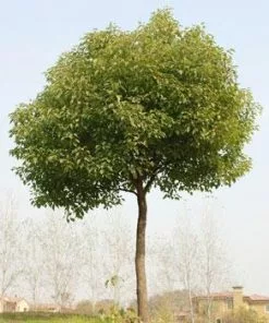 Fast Growing Trees See All Shade Trees Camphor Laurel Tree