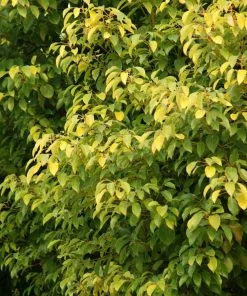 Fast Growing Trees See All Shade Trees Camphor Laurel Tree 7 Fast Growing Trees See All Shade Trees Camphor Laurel Tree