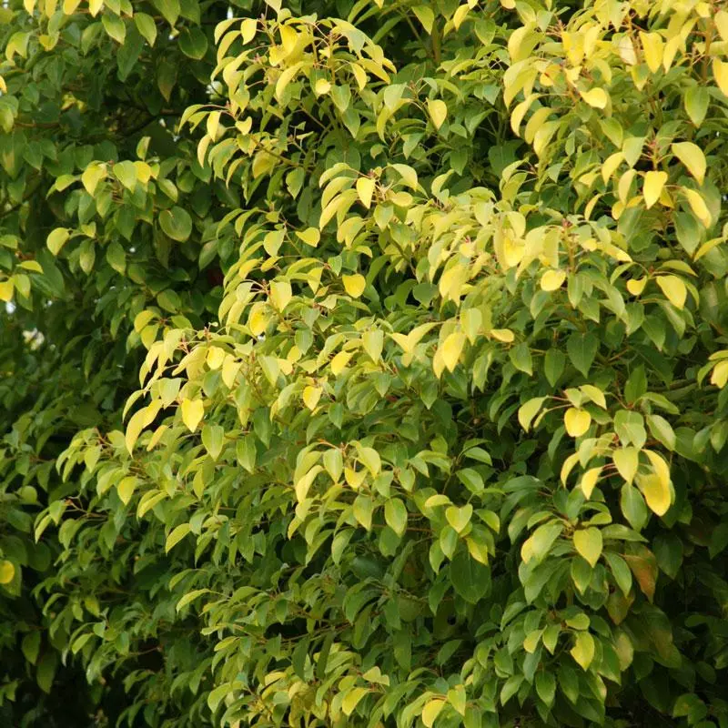 Fast Growing Trees See All Shade Trees Camphor Laurel Tree 5 Fast Growing Trees See All Shade Trees Camphor Laurel Tree