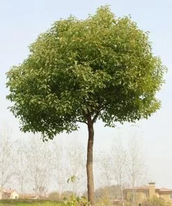Fast Growing Trees See All Shade Trees Camphor Laurel Tree 6 Fast Growing Trees See All Shade Trees Camphor Laurel Tree
