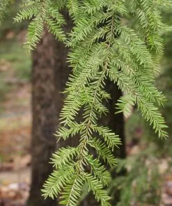 Fast Growing Trees See All Evergreen & Privacy Trees Canadian Hemlock 9 Fast Growing Trees See All Evergreen & Privacy Trees Canadian Hemlock