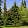 Fast Growing Trees See All Evergreen & Privacy Trees Canadian Hemlock 1 Fast Growing Trees See All Evergreen & Privacy Trees Canadian Hemlock