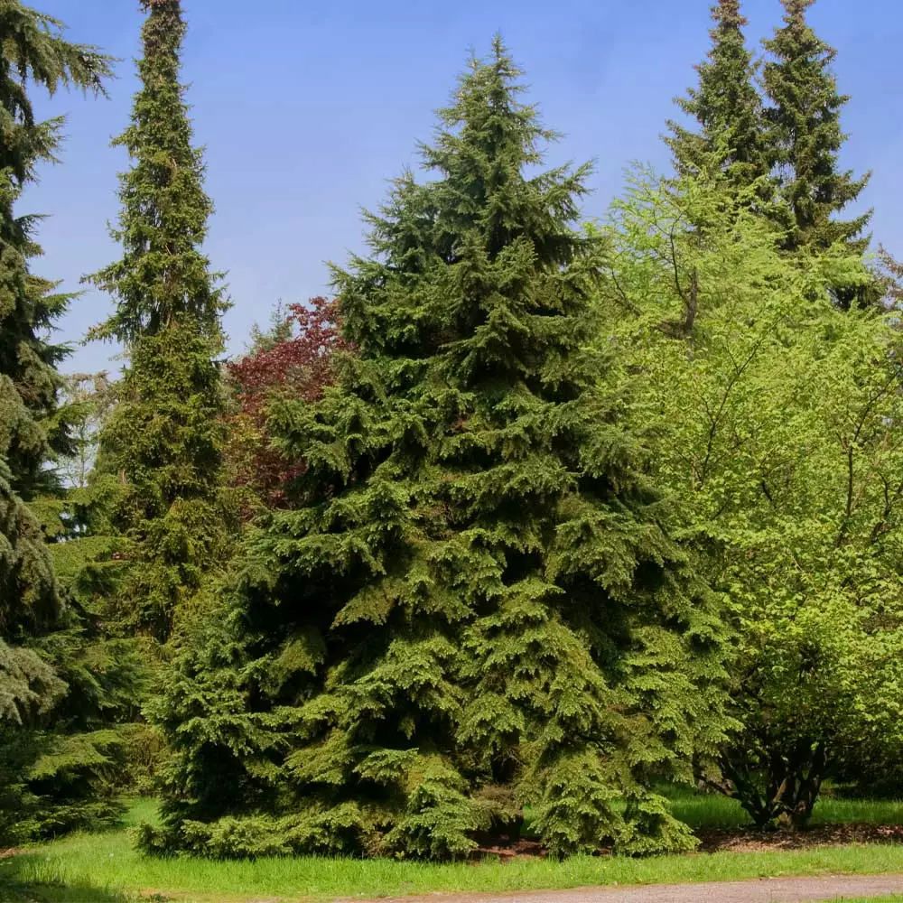 Fast Growing Trees See All Evergreen & Privacy Trees Canadian Hemlock 4 Fast Growing Trees See All Evergreen & Privacy Trees Canadian Hemlock