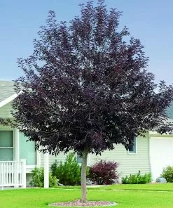 Fast Growing Trees Canada Red Chokecherry Tree See All Fruit Trees