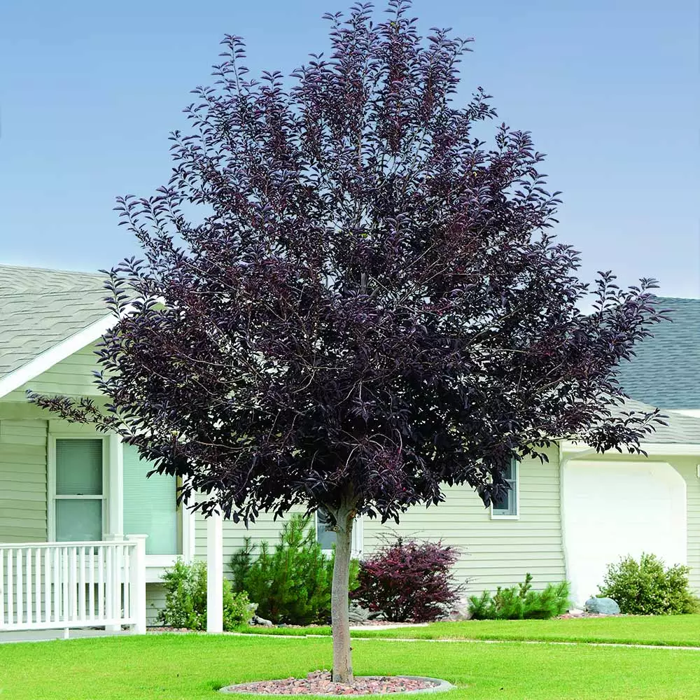 Fast Growing Trees Canada Red Chokecherry Tree See All Fruit Trees 4 Fast Growing Trees Canada Red Chokecherry Tree See All Fruit Trees