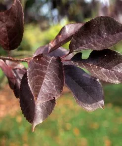 Fast Growing Trees Canada Red Chokecherry Tree See All Fruit Trees 10 Fast Growing Trees Canada Red Chokecherry Tree See All Fruit Trees