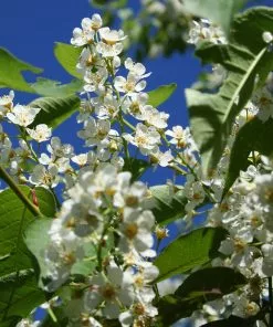 Fast Growing Trees Canada Red Chokecherry Tree See All Fruit Trees 11 Fast Growing Trees Canada Red Chokecherry Tree See All Fruit Trees