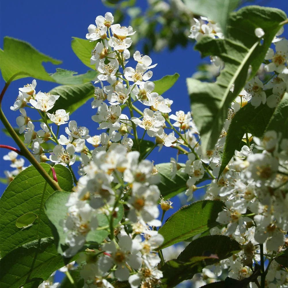 Fast Growing Trees Canada Red Chokecherry Tree See All Fruit Trees 7 Fast Growing Trees Canada Red Chokecherry Tree See All Fruit Trees