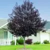 Fast Growing Trees Canada Red Chokecherry Tree See All Fruit Trees 2 Fast Growing Trees Canada Red Chokecherry Tree See All Fruit Trees