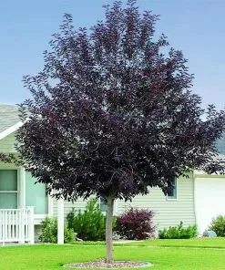 Fast Growing Trees Canada Red Chokecherry Tree See All Fruit Trees