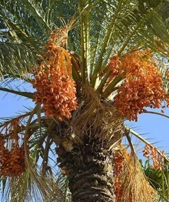 Fast Growing Trees Canary Island Date Palm Palm Trees 9 Fast Growing Trees Canary Island Date Palm Palm Trees