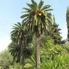 Fast Growing Trees Canary Island Date Palm Palm Trees 2 Fast Growing Trees Canary Island Date Palm Palm Trees
