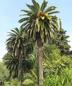 Fast Growing Trees Canary Island Date Palm Palm Trees
