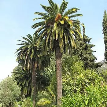 Fast Growing Trees Canary Island Date Palm Palm Trees 3 Fast Growing Trees Canary Island Date Palm Palm Trees