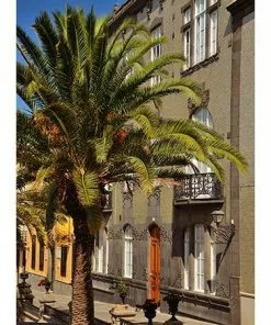 Fast Growing Trees Canary Island Date Palm Palm Trees 8 Fast Growing Trees Canary Island Date Palm Palm Trees